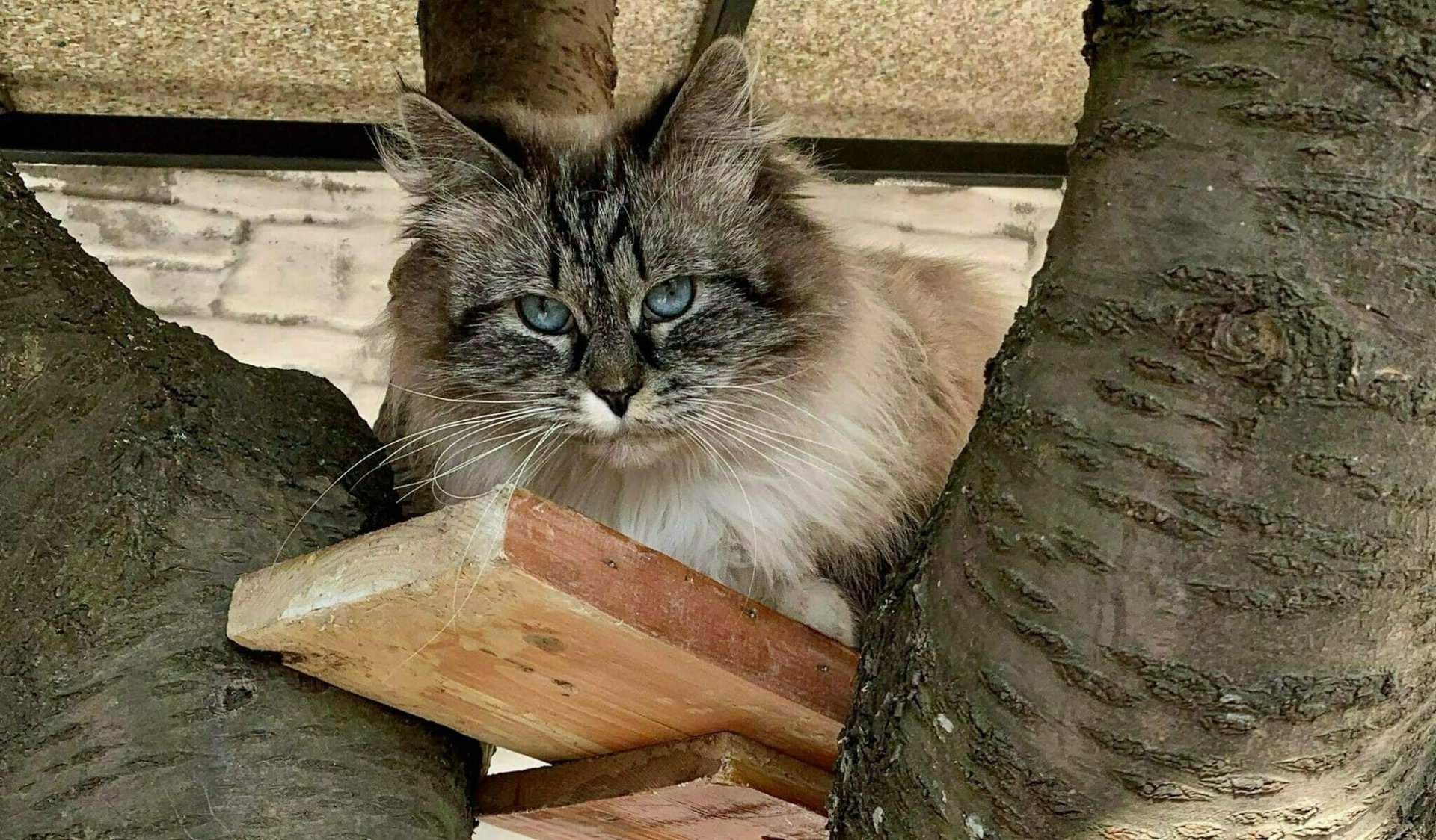 Ala Bastet Beauty