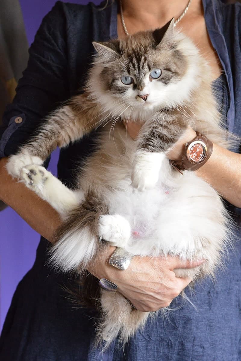 Isis Divinitysib of Bastet Beauty