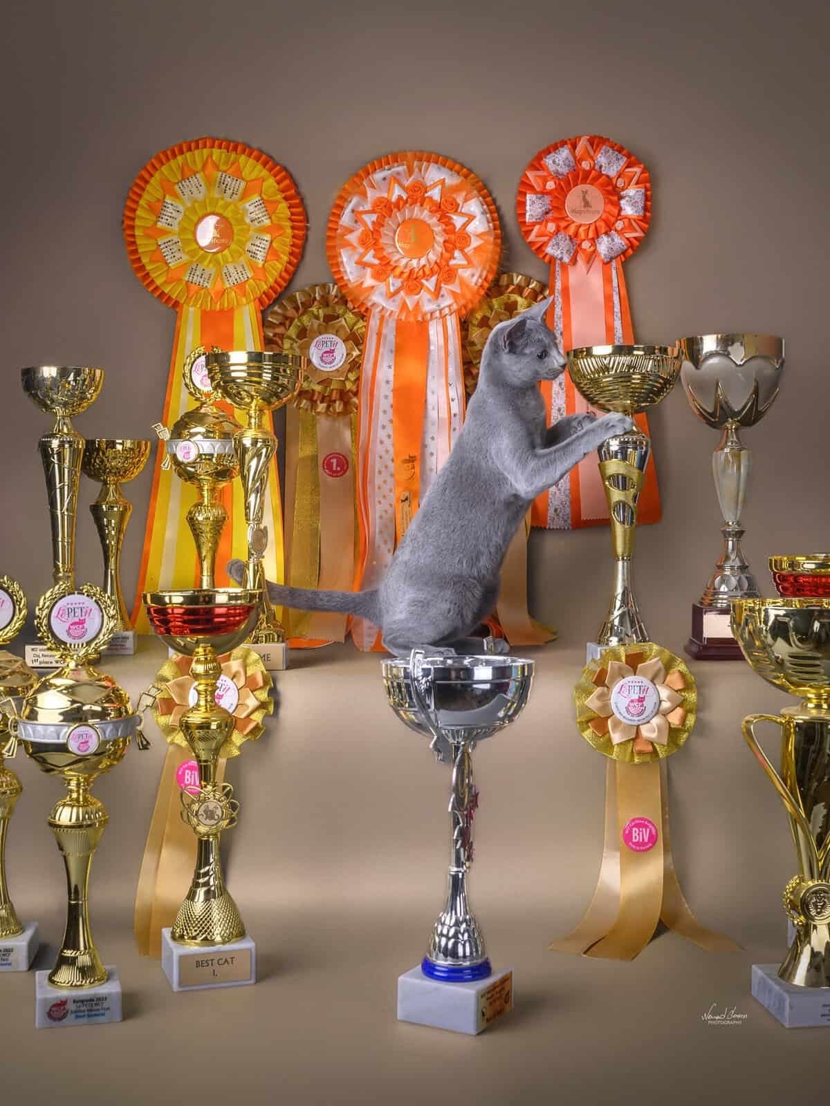 Natali vom Wolfsee, a Russian Blue cat