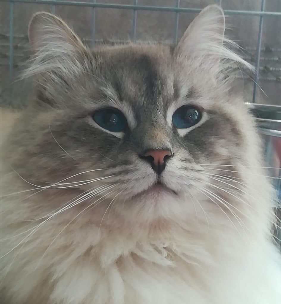 Torin Ratibor of Bastet Beauty