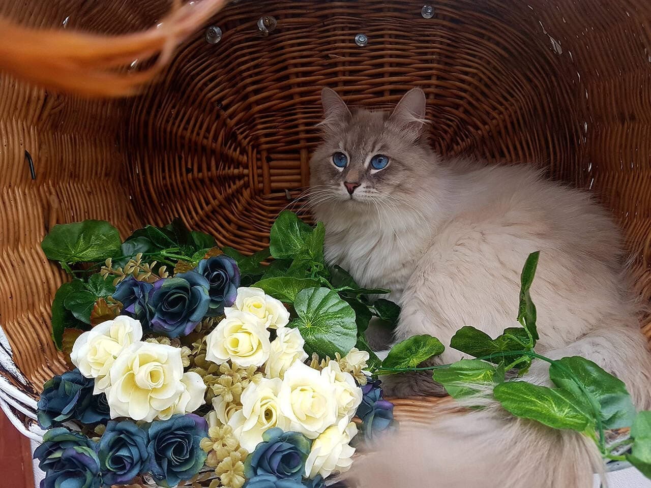 Torin Ratibor of Bastet Beauty