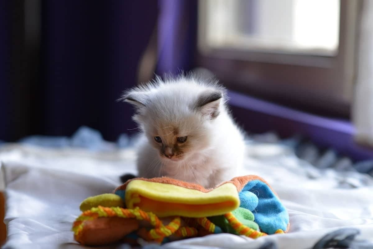 Neva Masquerade Litter A kitten