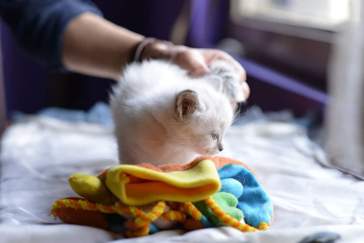 Neva Masquerade Litter A kitten