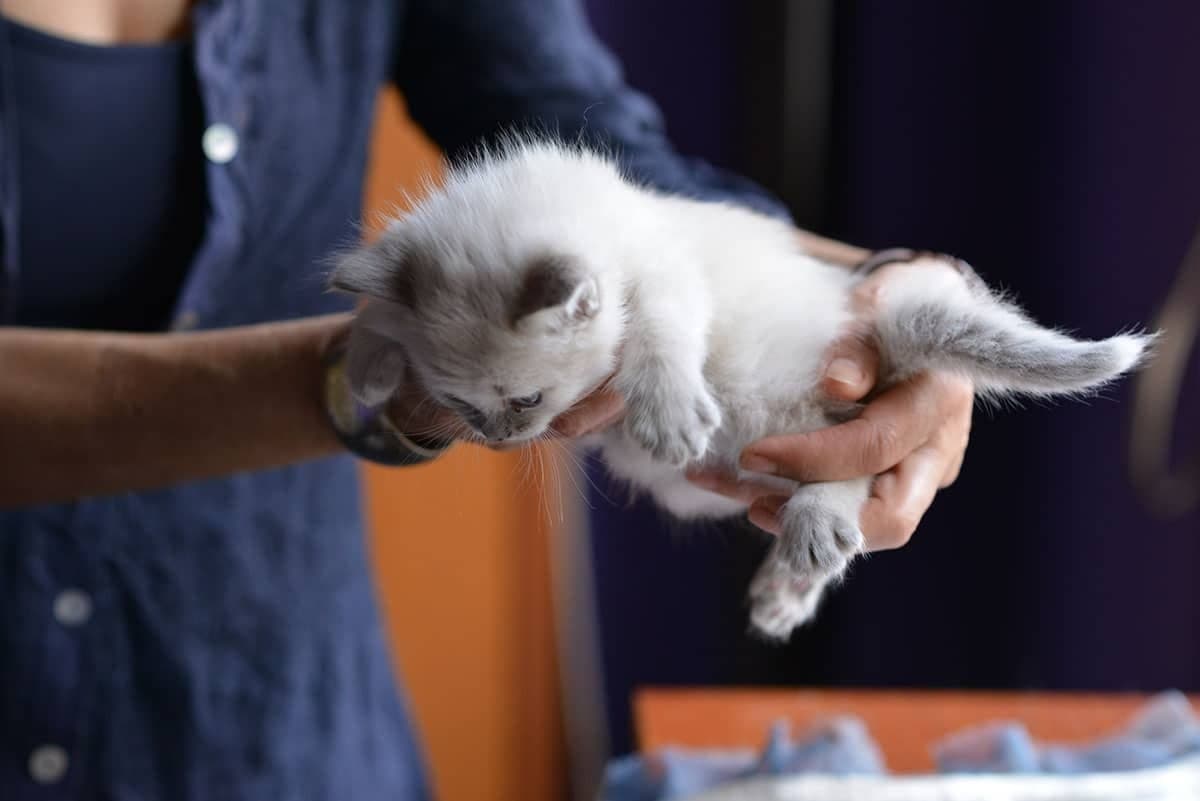 Neva Masquerade Litter A kitten