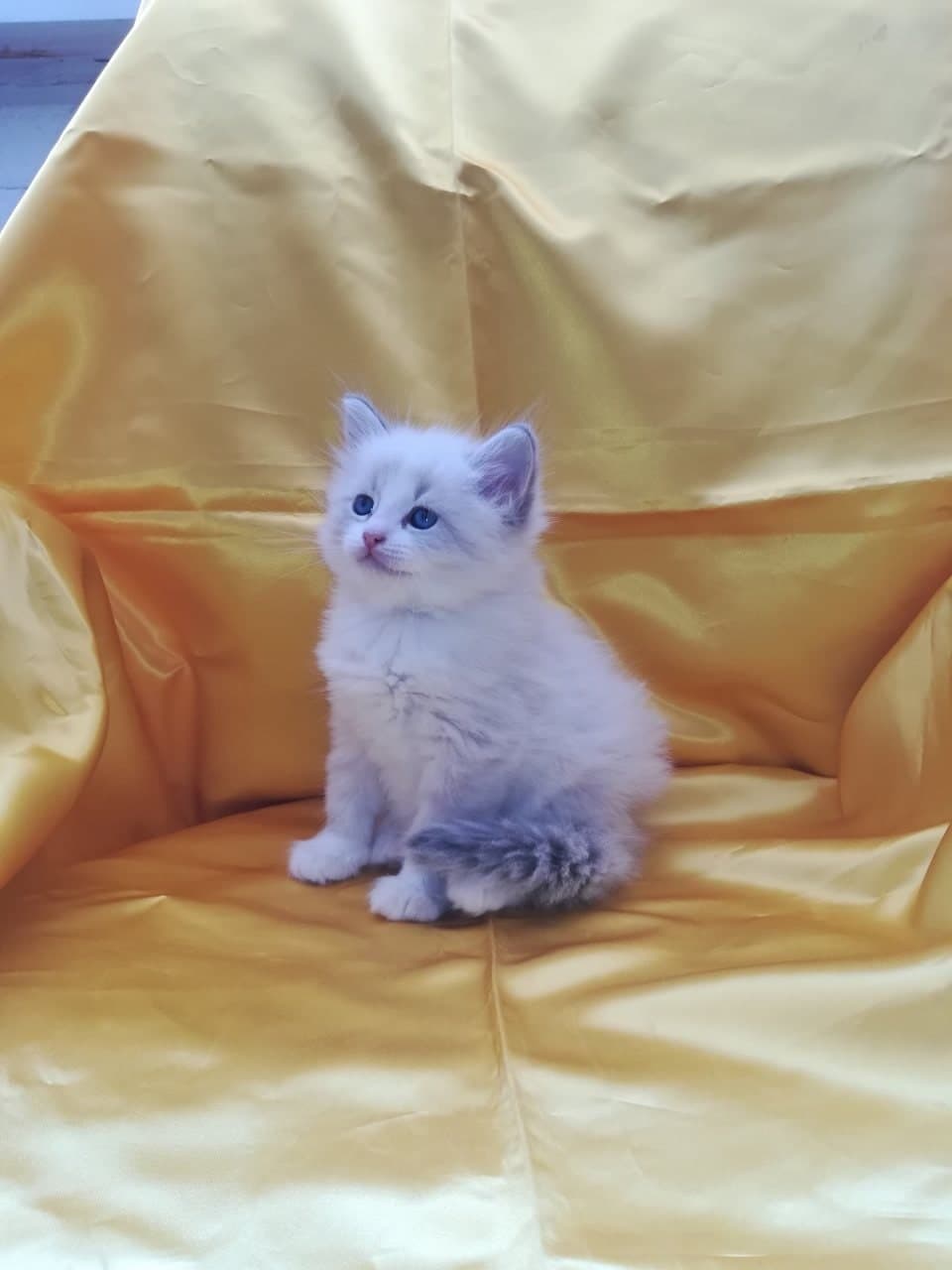 Neva Masquerade Litter B kitten