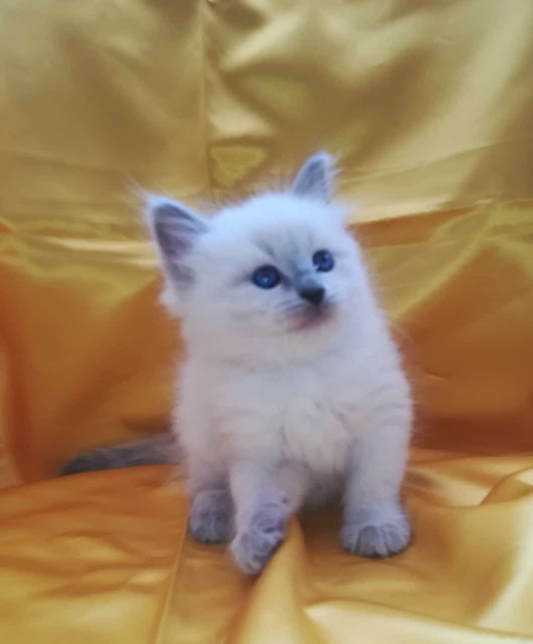 Neva Masquerade Litter B kitten