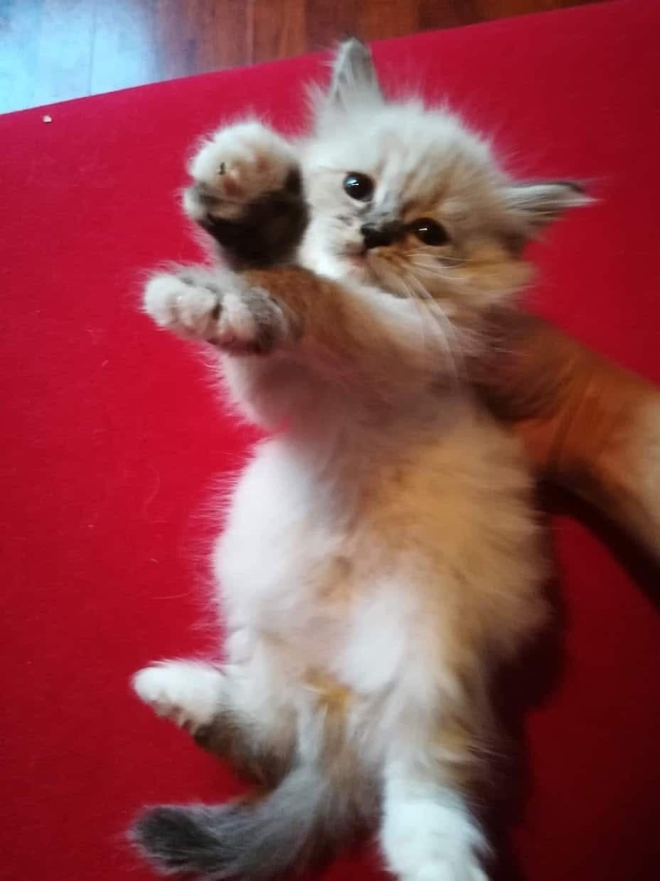 Neva Masquerade Litter C kitten