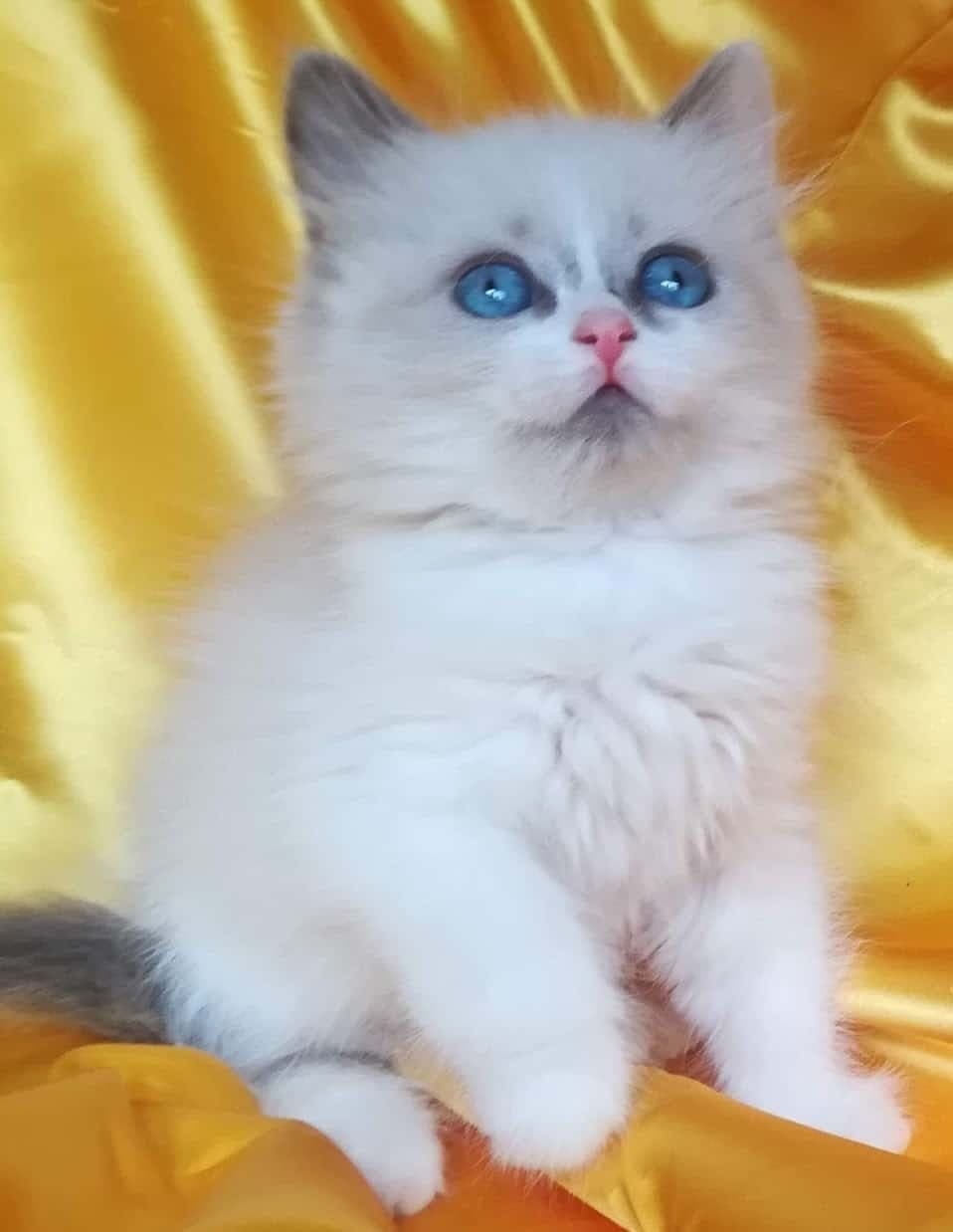 Neva Masquerade Litter C kitten