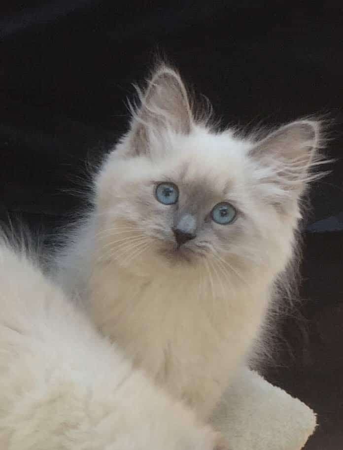 Neva Masquerade Litter G kitten