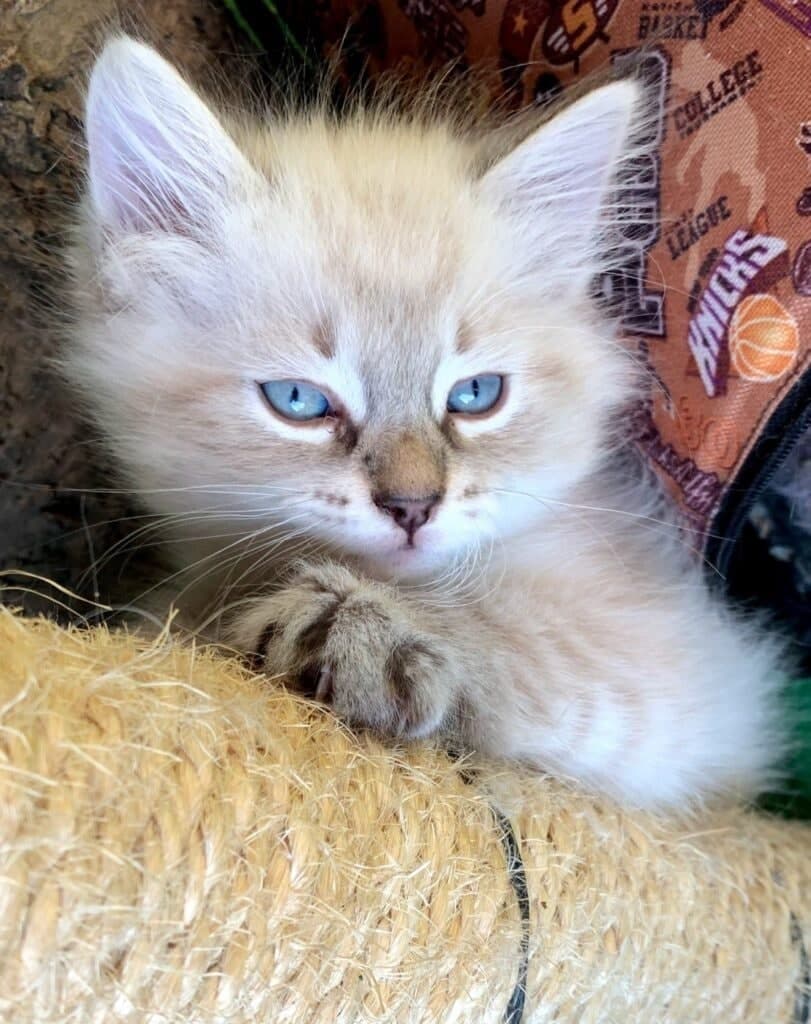 Neva Masquerade Litter I kitten