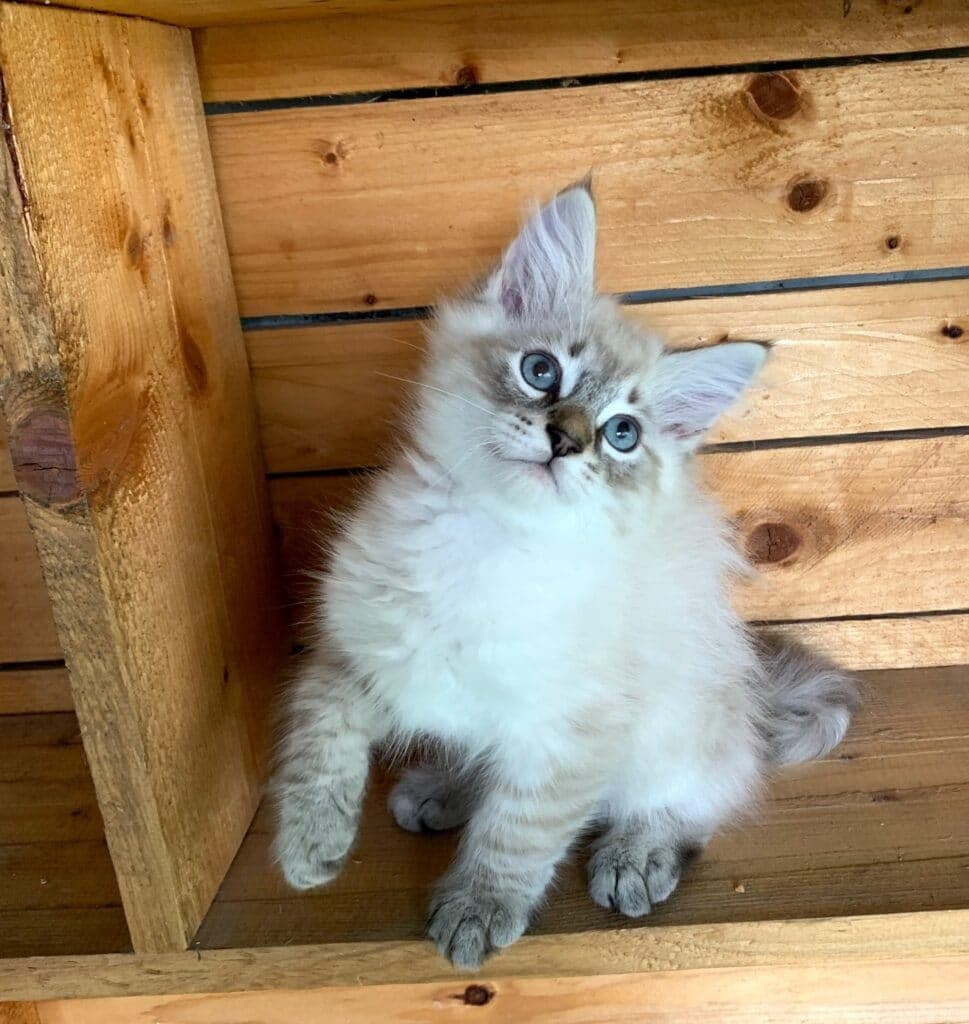 Neva Masquerade Litter I kitten