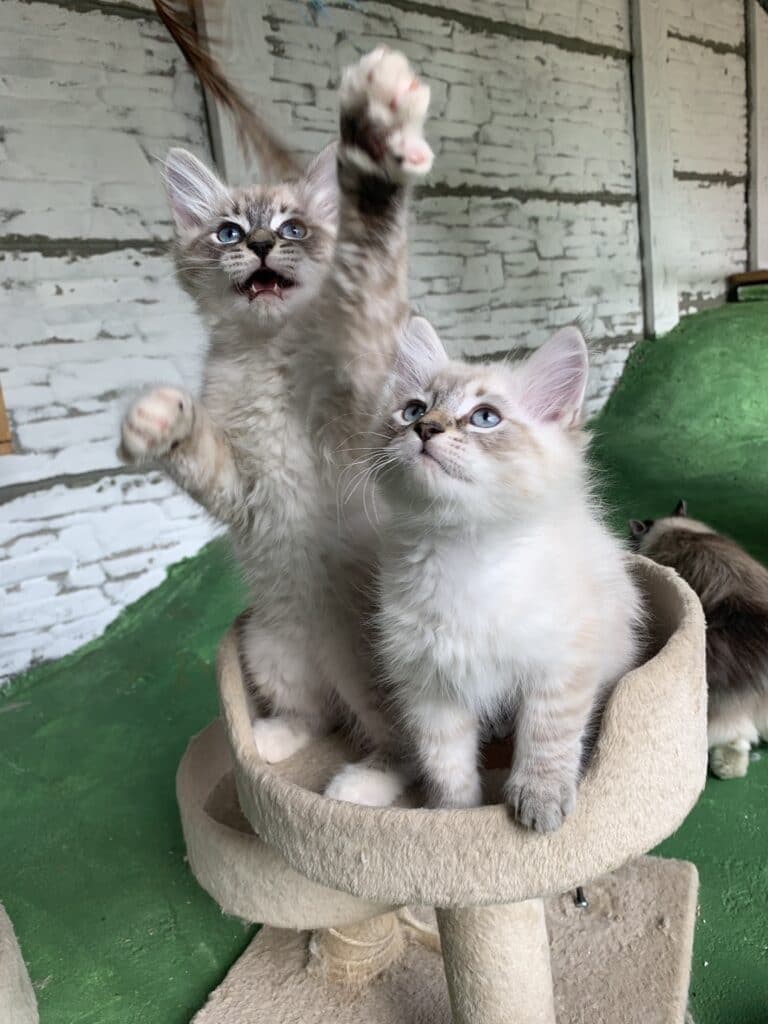 Neva Masquerade Litter I kitten