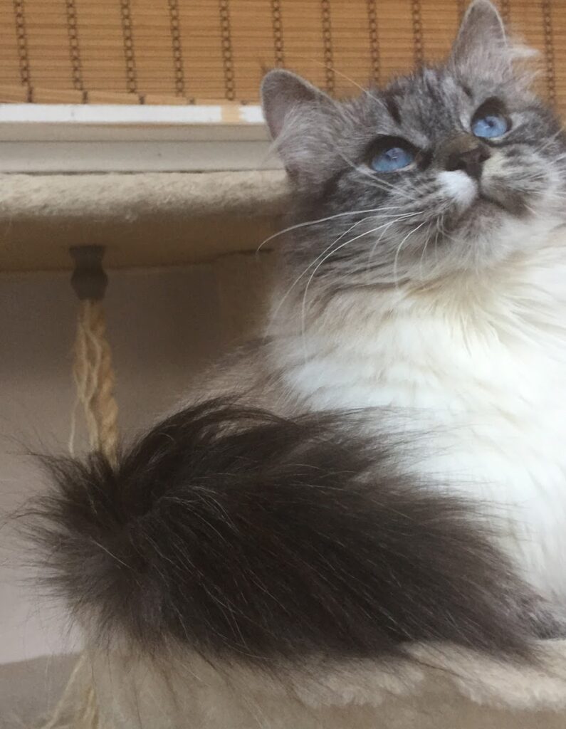 Ala Bastet Beauty – female Neva Masquerade cat (1)