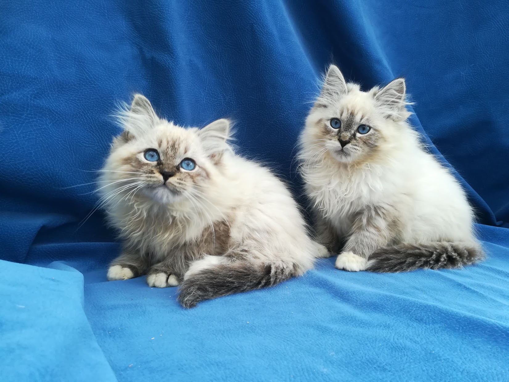 fedor-and-feodor-bastet-beauty-cute-neva-masquerade-kittens-from-litter-F-bastet-beauty-cattery