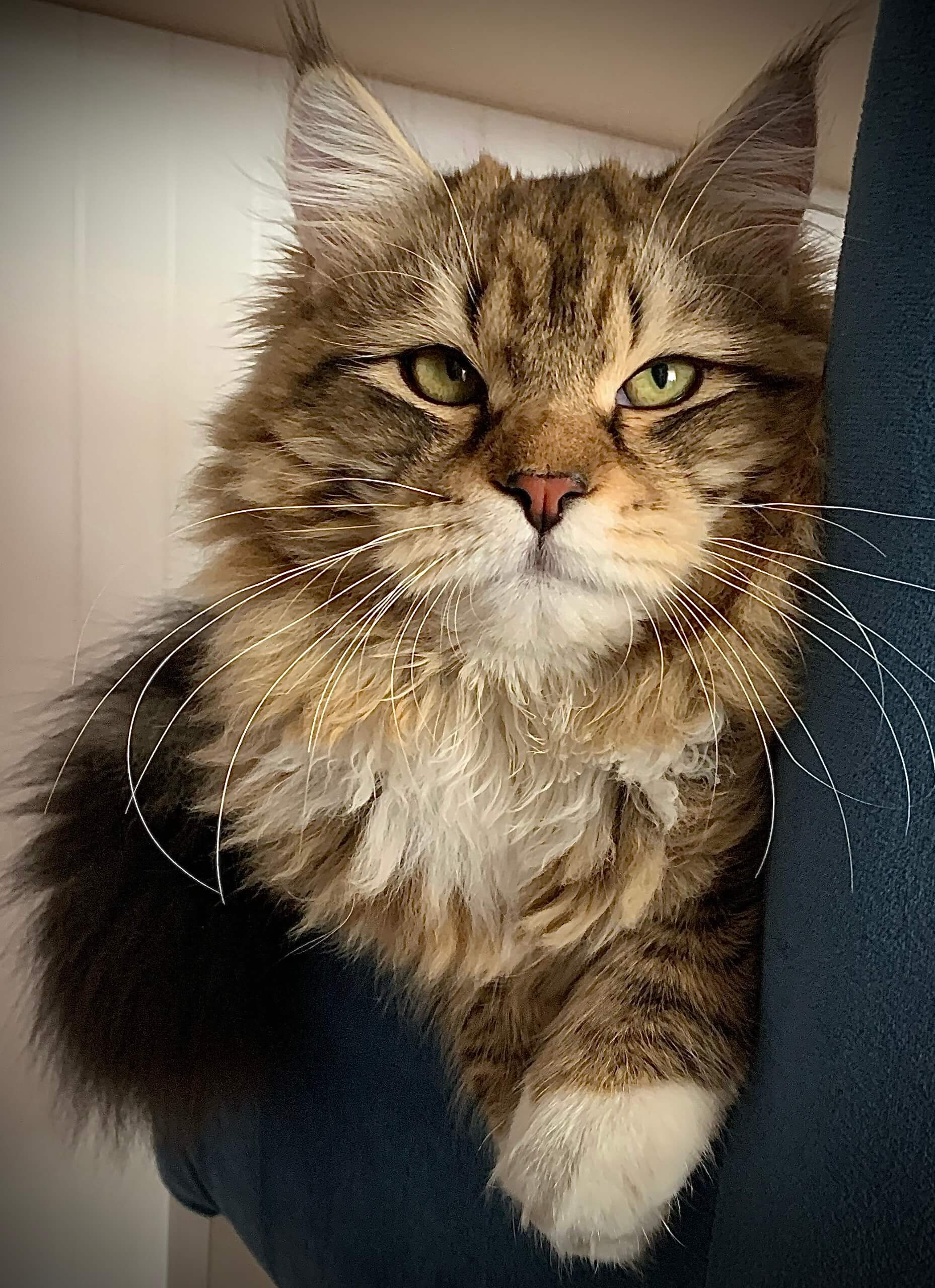 Adult male Siberian traditional cat Sheehan Bastet Beauty Cattery 10