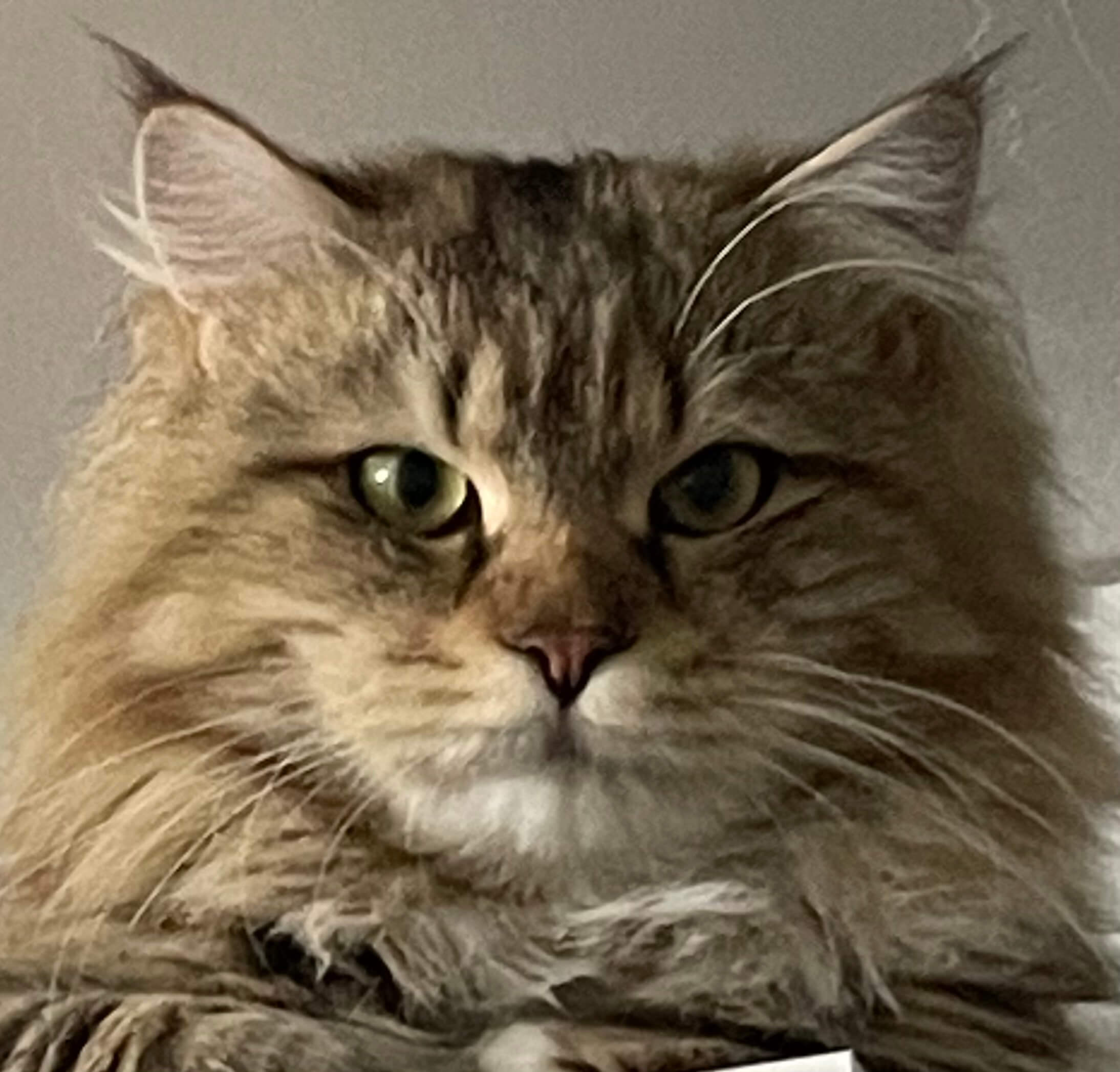 Adult male Siberian traditional cat Sheehan Bastet Beauty Cattery 5