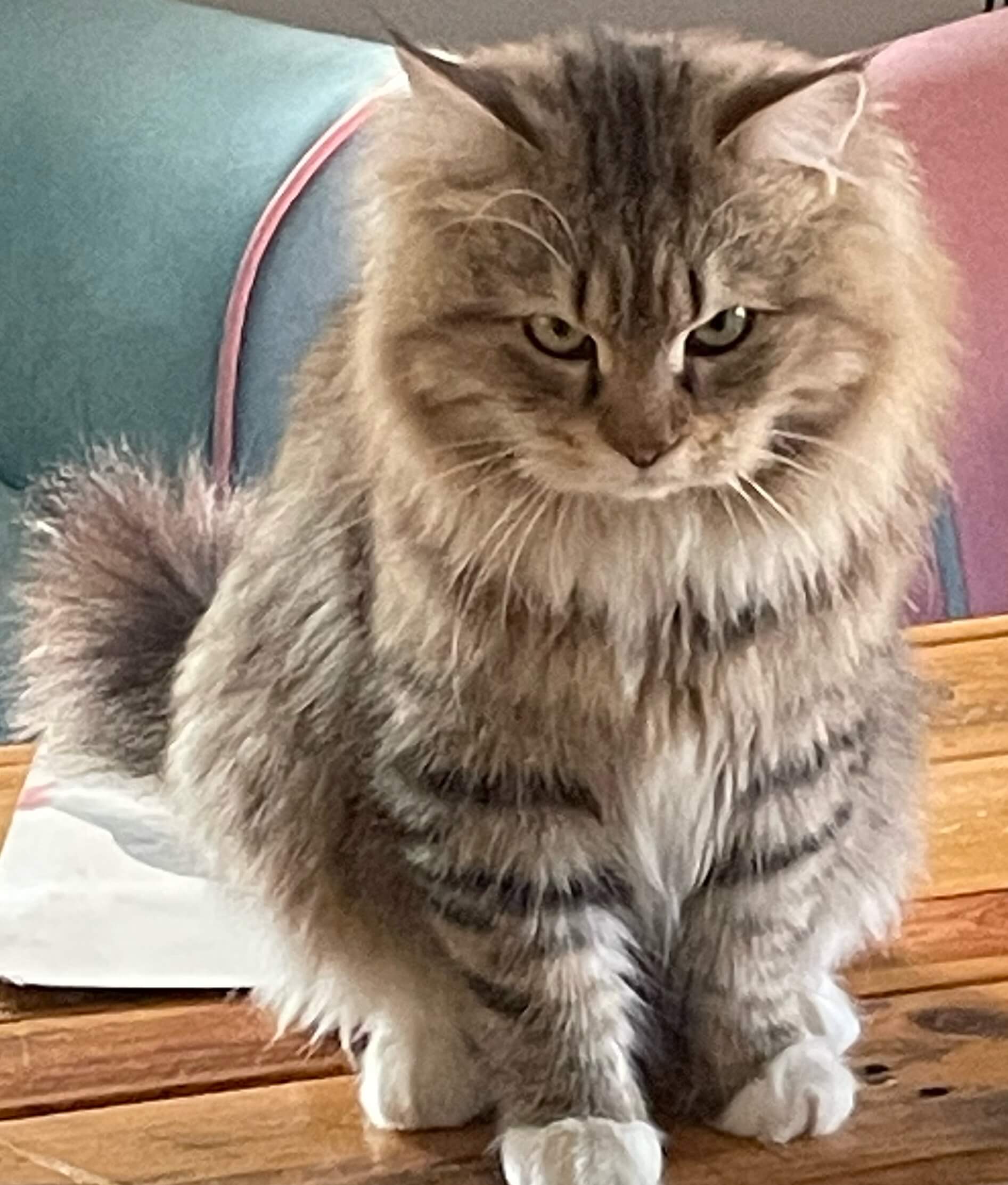 Adult male Siberian traditional cat Sheehan Bastet Beauty Cattery 6