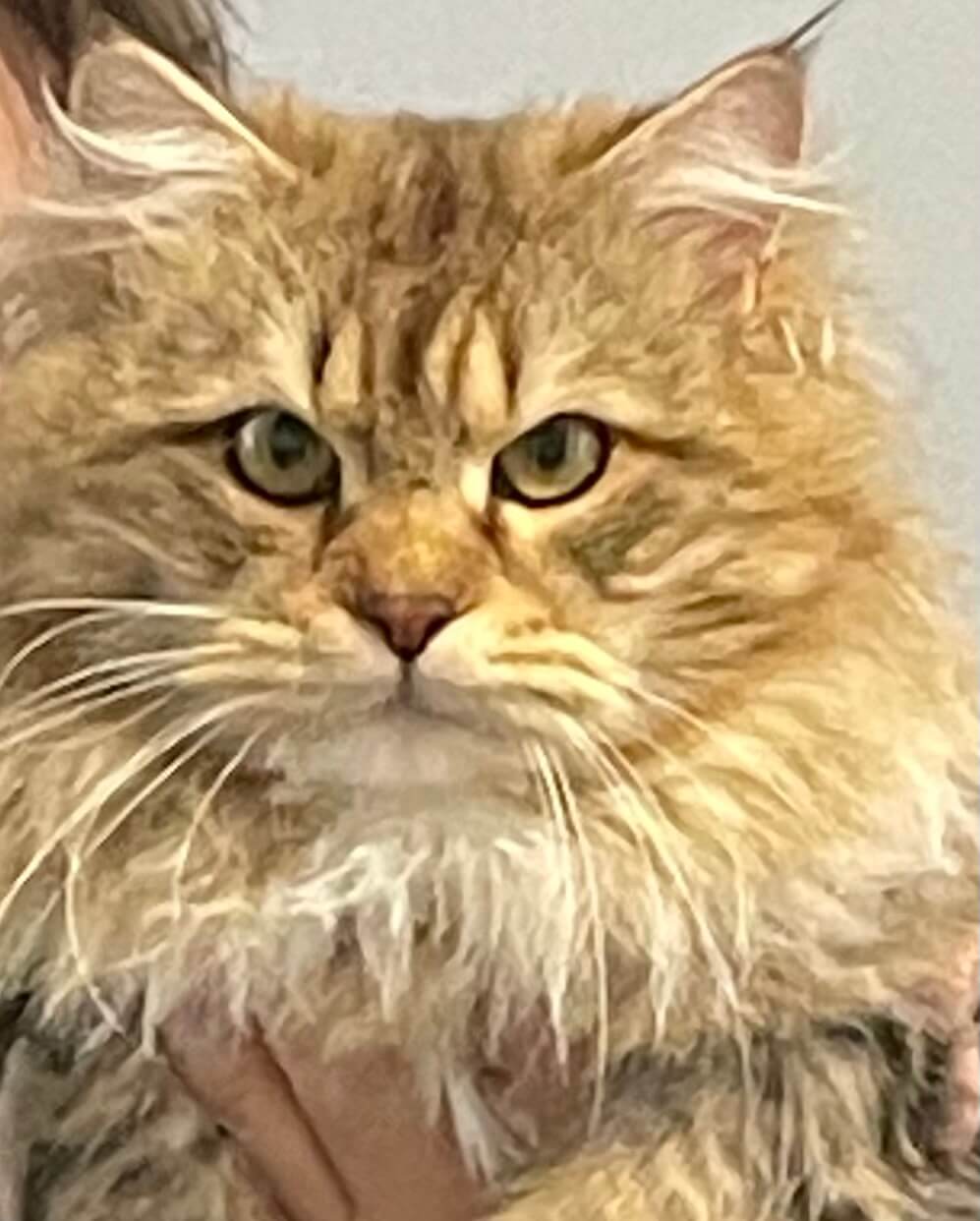 Adult male Siberian traditional cat Sheehan Bastet Beauty Cattery 7